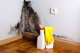 Best Black Mold Removal  in Bunker Hill Village, TX